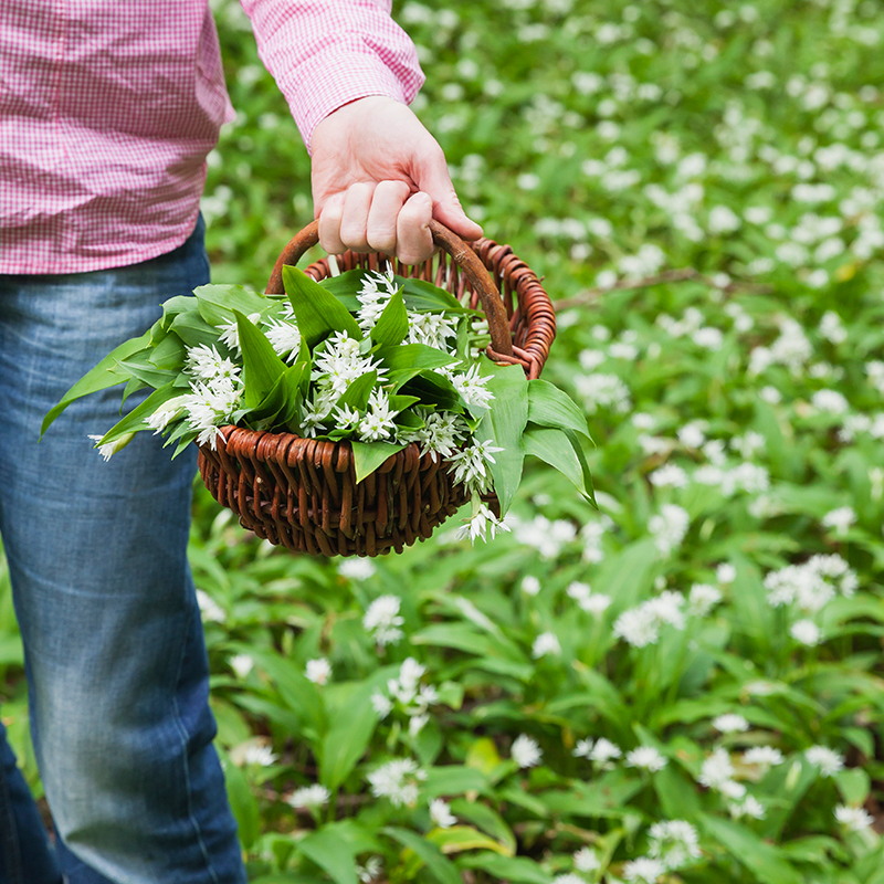 Wild-Garlic